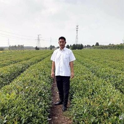 山东省临沂市卖茶叶店在哪里