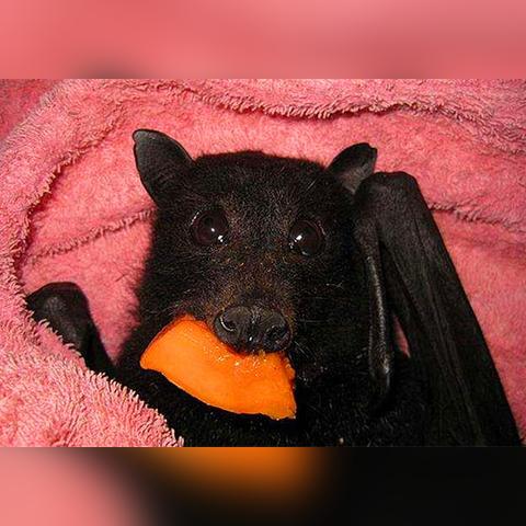 锤子手机长沙相关长尾关键词有哪些