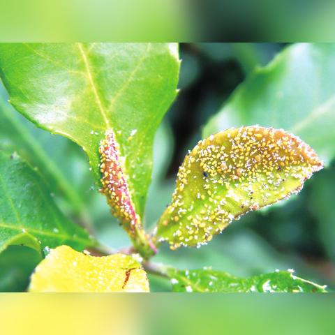 江苏苏州常熟红叶石楠球树苗价钱的长尾关键词有哪些