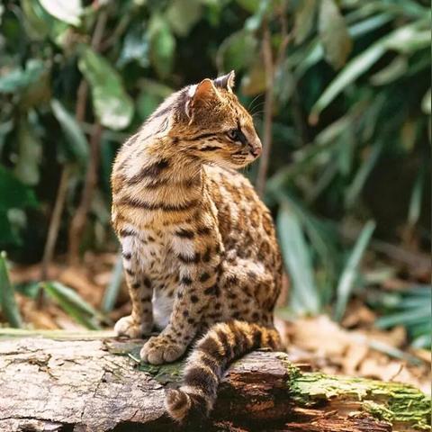 河南卫文献的相关长尾关键词有哪些