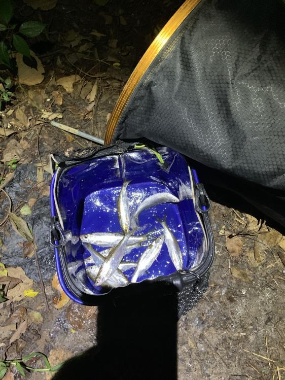 原神鹤羽毛怎么获得（鹤观石头解密原理）