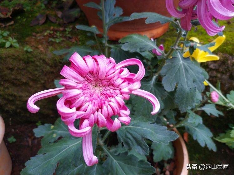 菊花几点开花,菊花一年四季的变化?