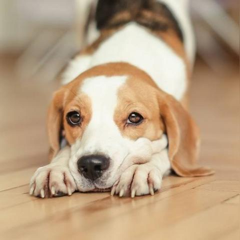 合肥约克夏洗澡相关长尾关键词有哪些