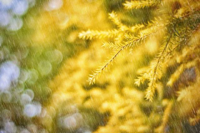 描写秋雨的诗句有哪些 描写秋雨的诗句有哪些