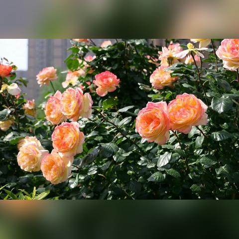 济南文化墙制作相关长尾关键词有哪些