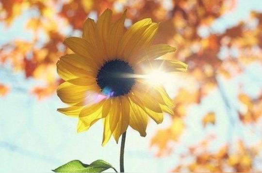 向日葵花语