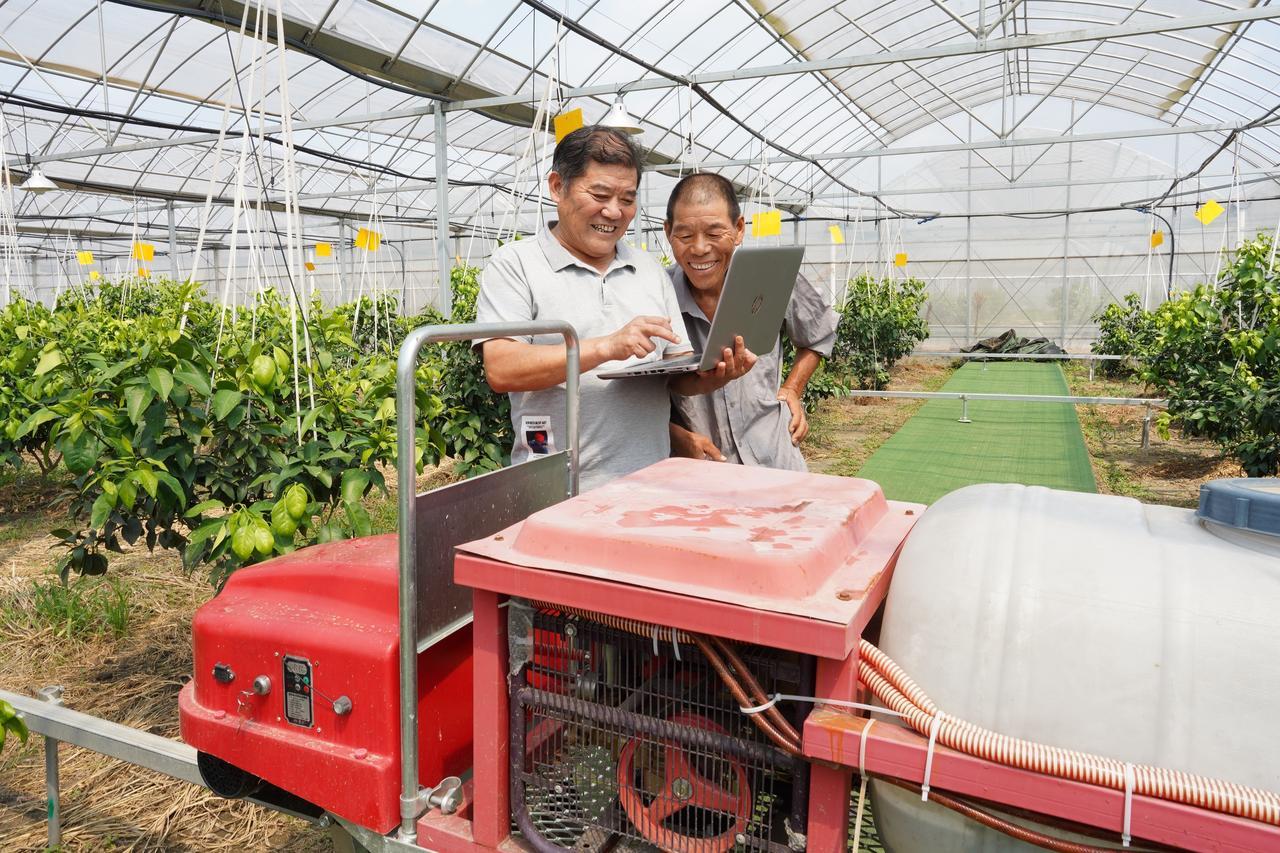 大棚柑橘種植手藝優(yōu)勢_砂糖橘在安徽能種植嗎