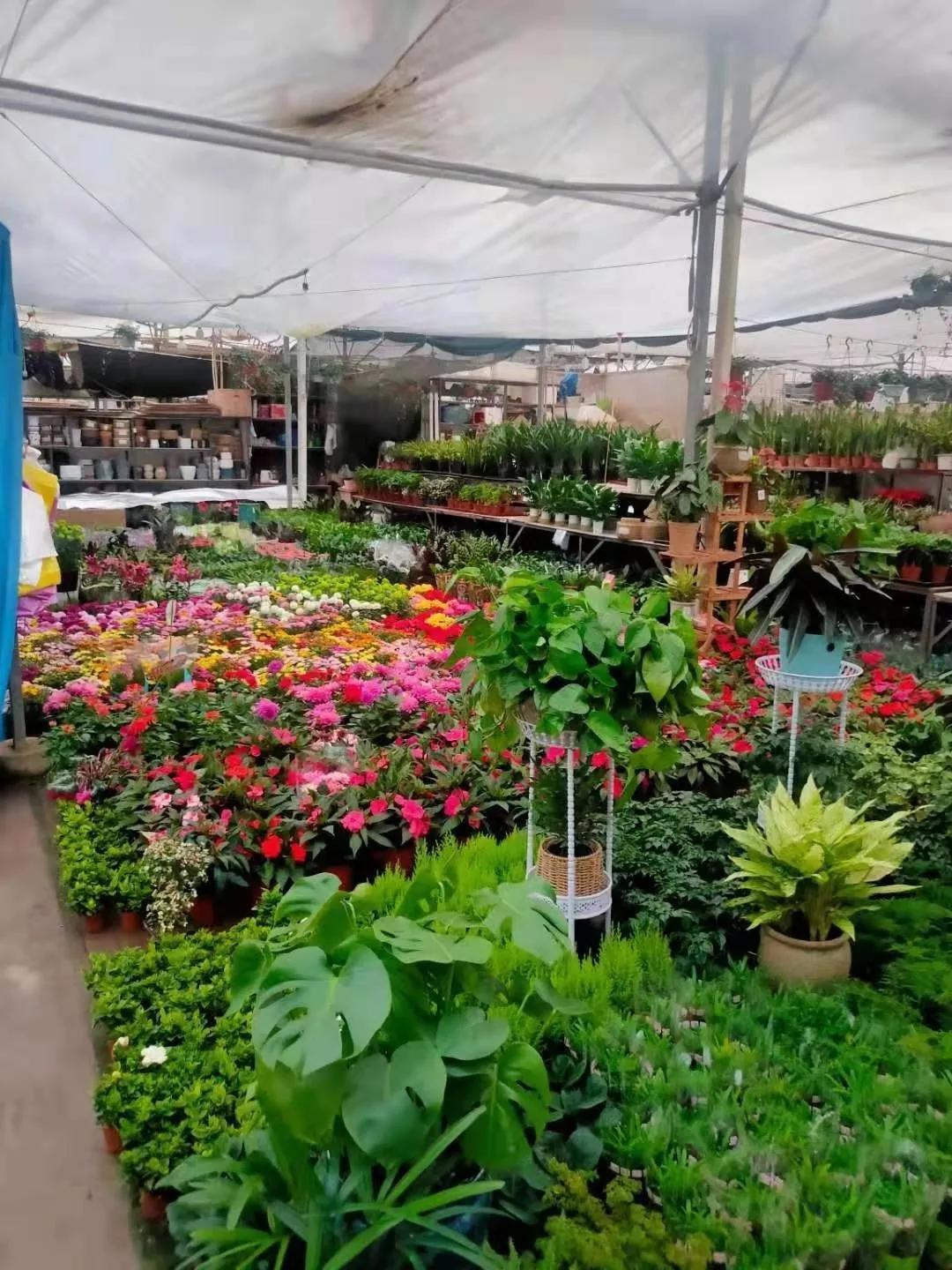 【石家庄最新疫情公布
 /石家庄最新疫情公布情况】