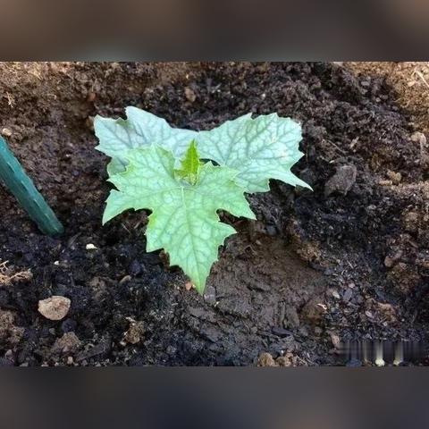 夏天中暑了该怎么办