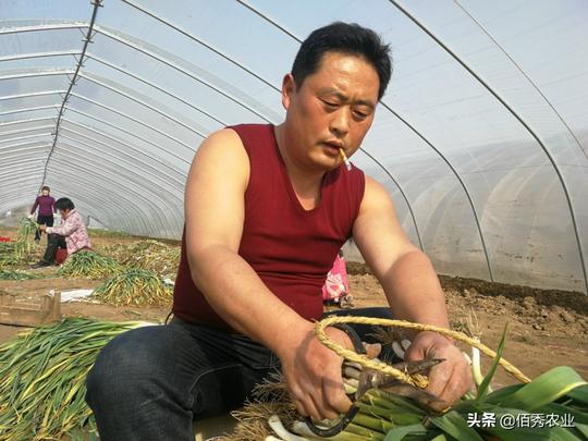 2019年种植蔬菜还能赚钱吗？农村人应该认清3个问题，再进行投资