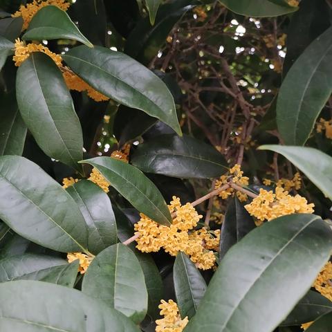 河南省种四川桂花怎么样