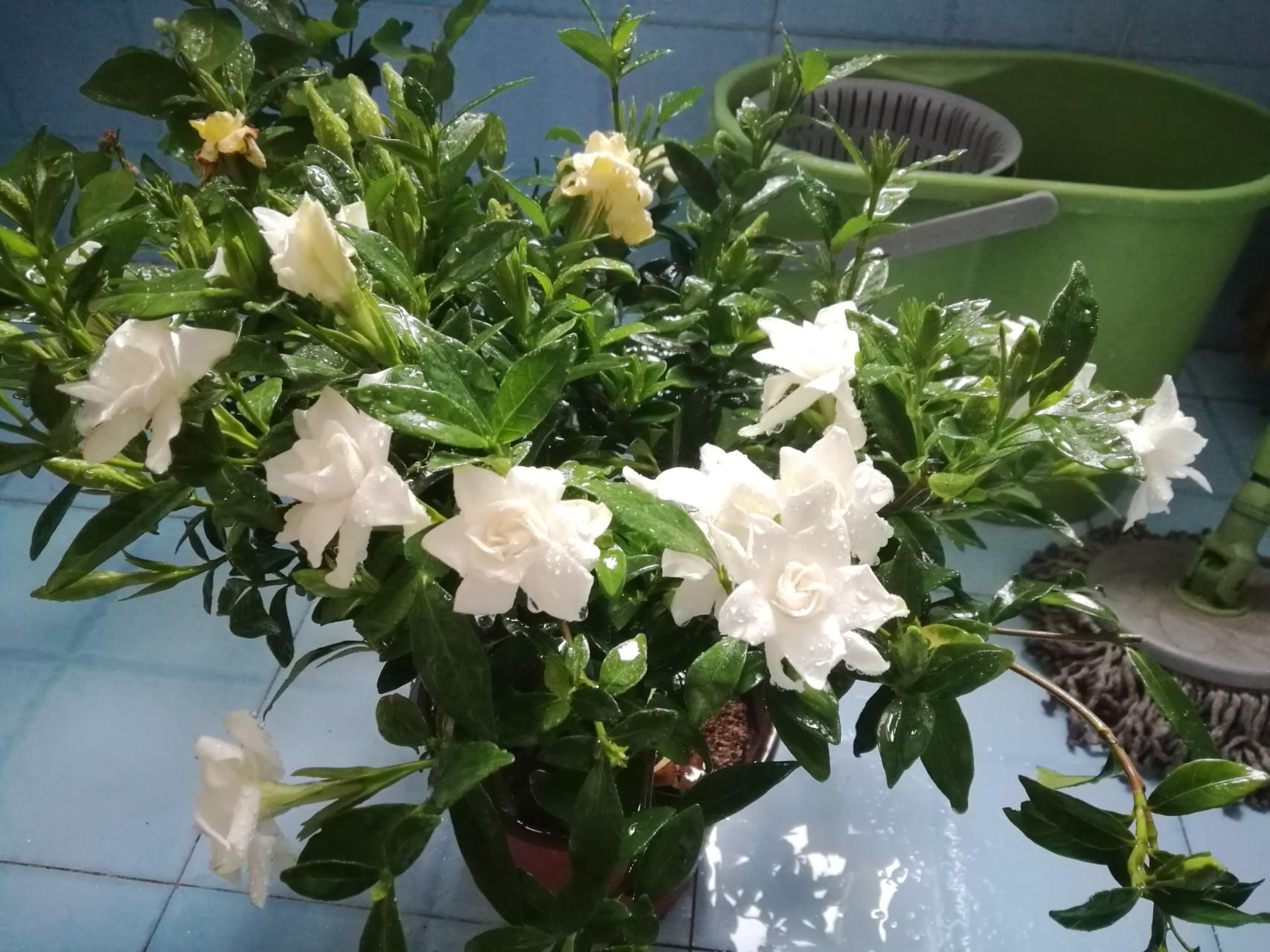 栀子花花期多久,广东栀子花会四季开花吗?