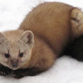 我打算在哈尔滨买一件1万元左右的貂皮大衣？