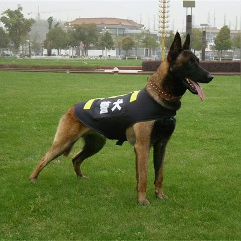 昆明犬网站的长尾关键词有哪些