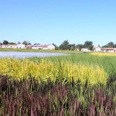 无锡市稻田画廊在哪里建