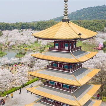 樱花是武汉市的什么