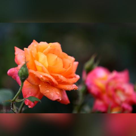 廊坊花卉市场哈尔滨的相关长尾关键词有哪些