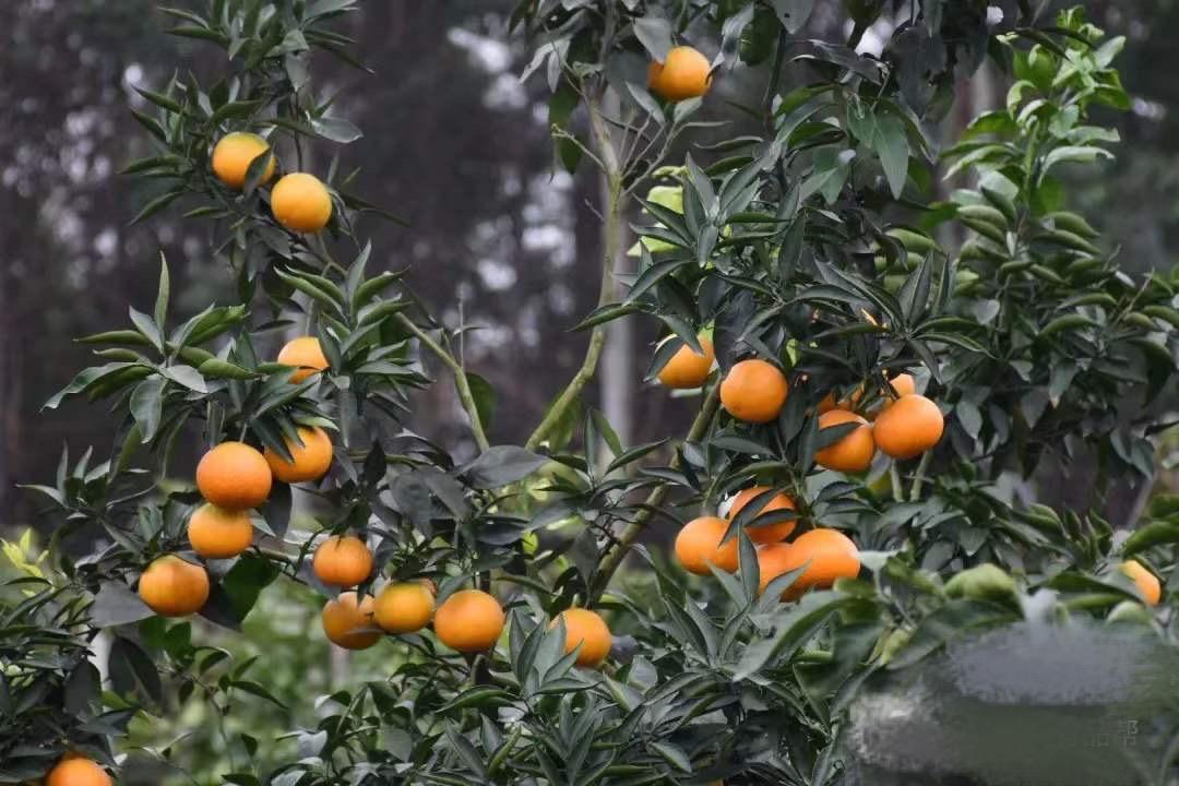 爱媛果冻橙为什么这么多水（爱媛38的种植前景如何）
