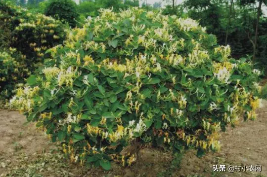 种什么树最赚钱 种什么蔬菜最赚钱