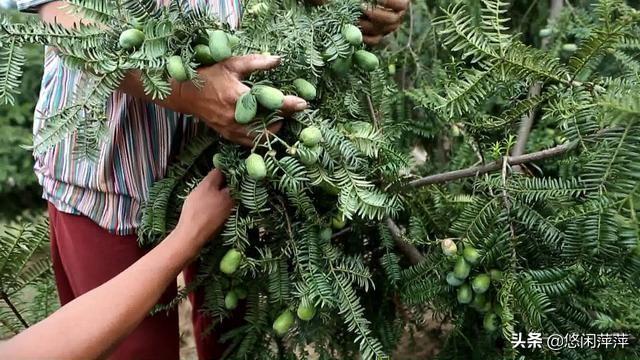 香榧子多少钱一斤,使用豆浆机可以做什么食物?