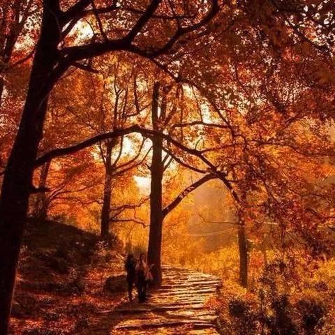 武汉市枫树路是哪个区的