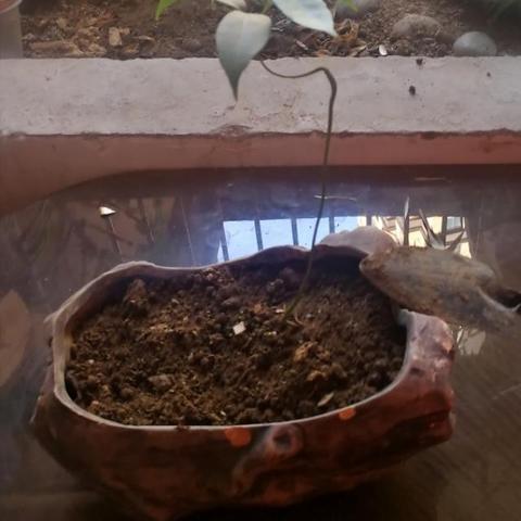 客厅足球草皮怎么清洗