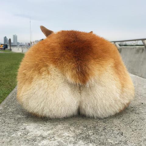 远程抓娃娃软件大全的长尾关键词有哪些