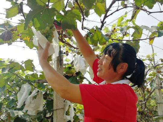 种葡萄、酿酒、打零工赚钱偿还欠款，她勇挑重担替夫还债践诚信
