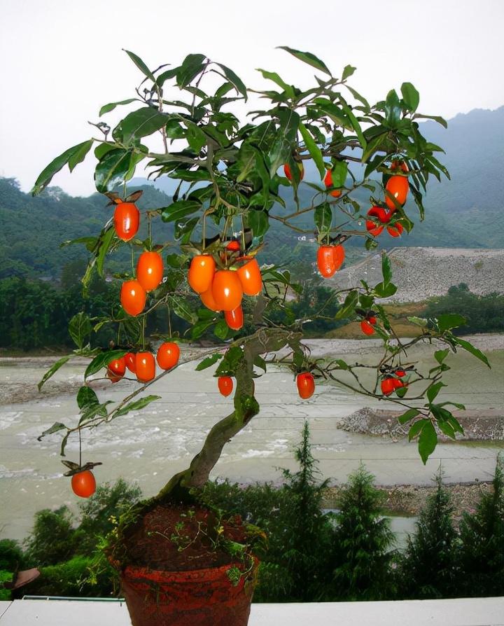 如何种植丁香盆栽,丁香花是一年生植物吗?"