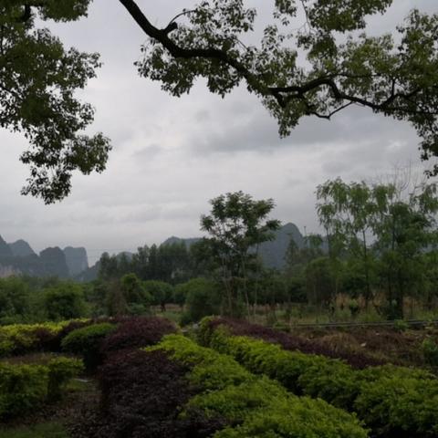 桂林市哪里桂花