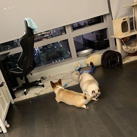 【天津美猫】长尾关键词有什么
