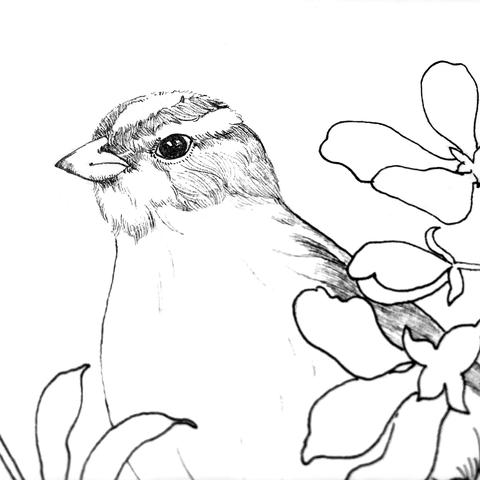 卡通鸟图片简笔画大全的长尾关键词是什么