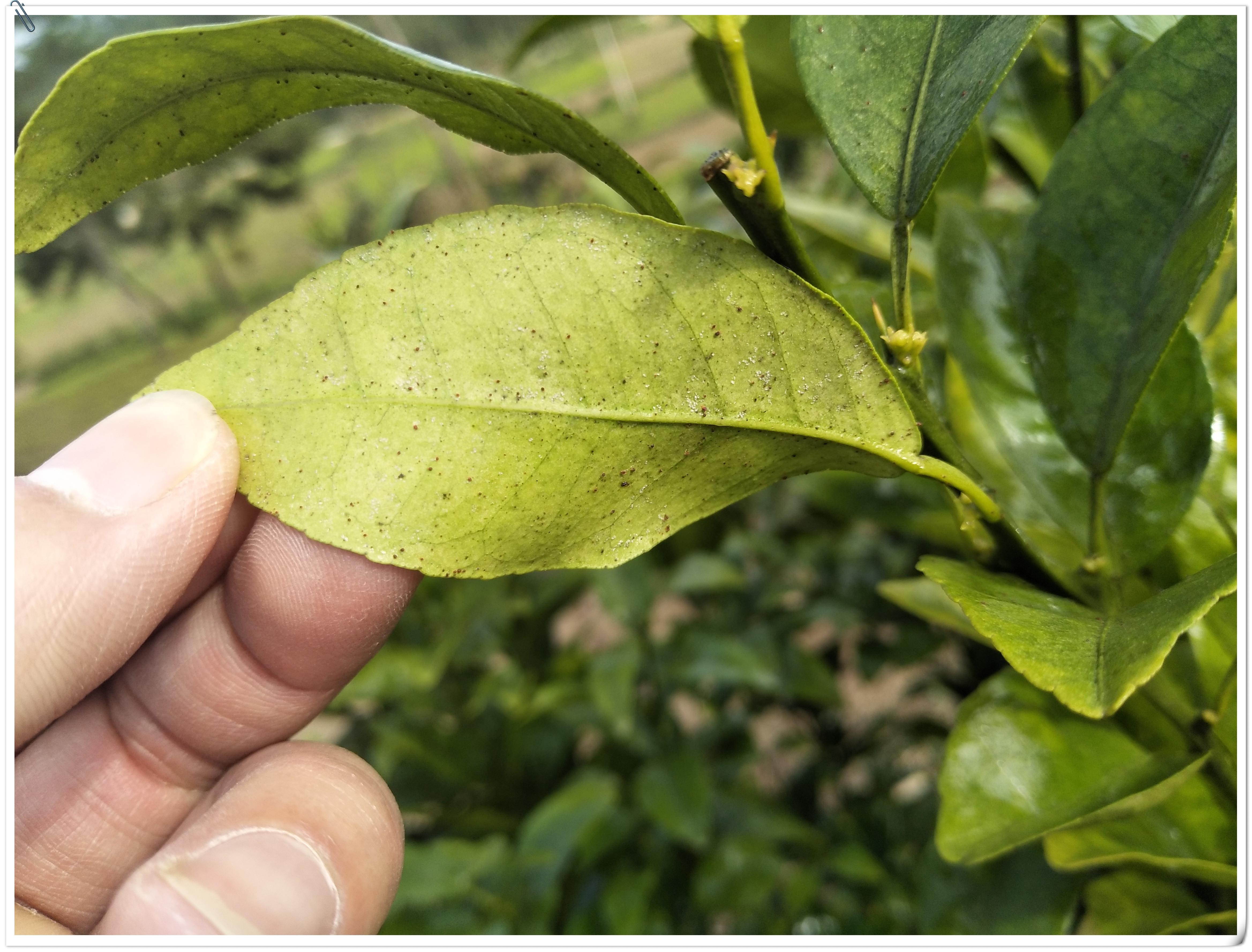 柑橘核心種植手藝_種植柑桔技術造水是什么意思