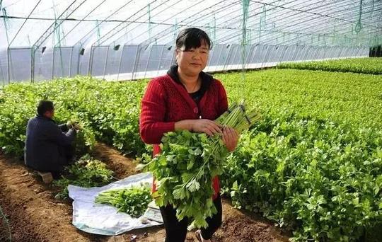 紧急提醒：新型农业骗局专挑种菜大户，很多农民已经上当！