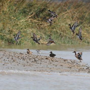 福建花苗怎么样过冬