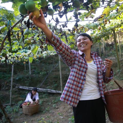桂林市哪里种植罗汉果苗