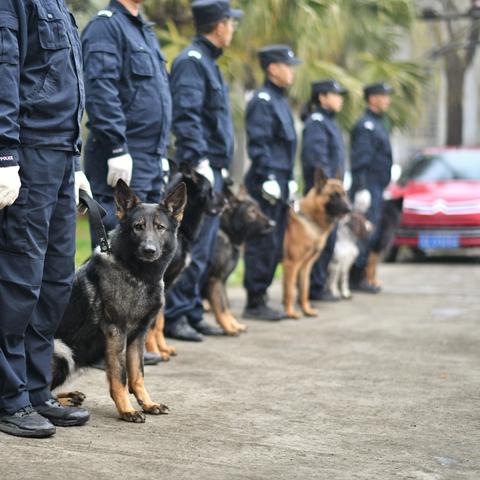 成都市怎么办理犬牌