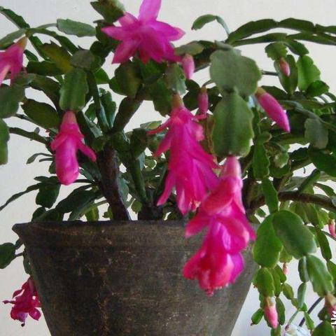 长春市叶子足浴店电话多少