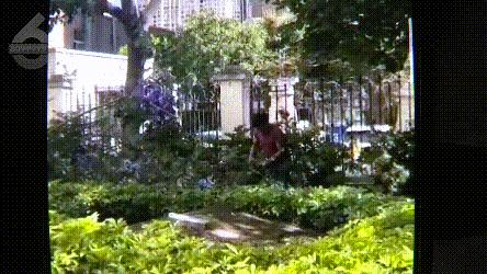 小区物业砍树需要什么手续 小区物业砍树需要哪些手续