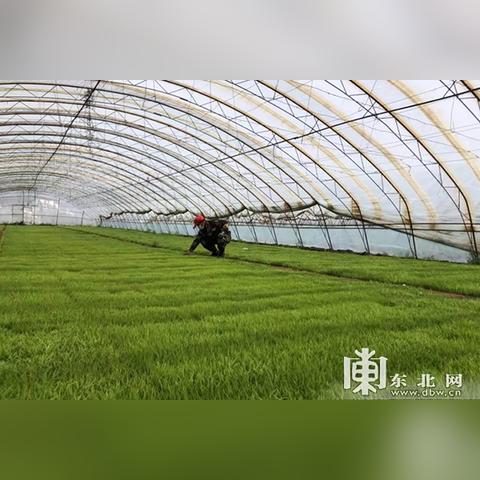 【哈尔滨今日蔬菜价格】2025年3月27日哈尔滨蔬菜价格是多少