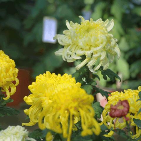 关于上海时光整形美容医院相关关键词有哪些