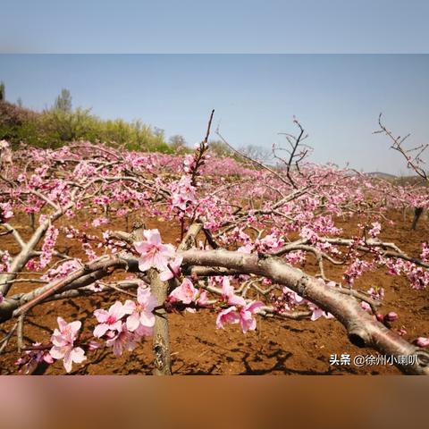 临沂市蜜桃里的长尾关键词有什么
