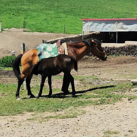 兰州包车甘南的相关长尾关键词有哪些