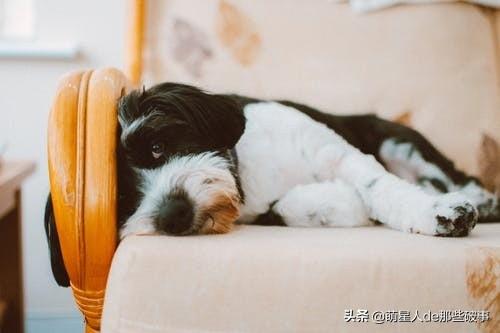 兔子女宝宝起名怎么起(如何给兔宝宝取名字)
