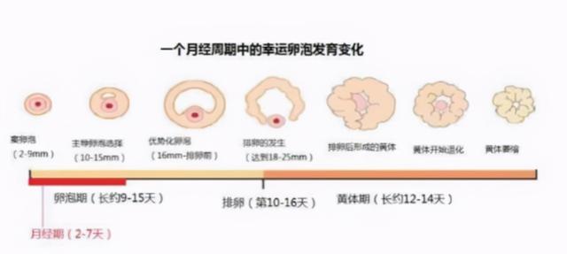 监测排卵医生为什么要安排同房时间