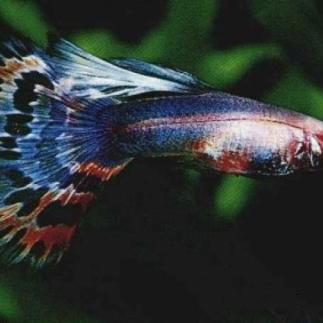 天津如鱼物业服务怎么样