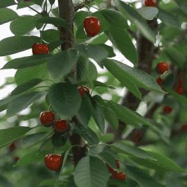 石家庄市采摘农场在哪里