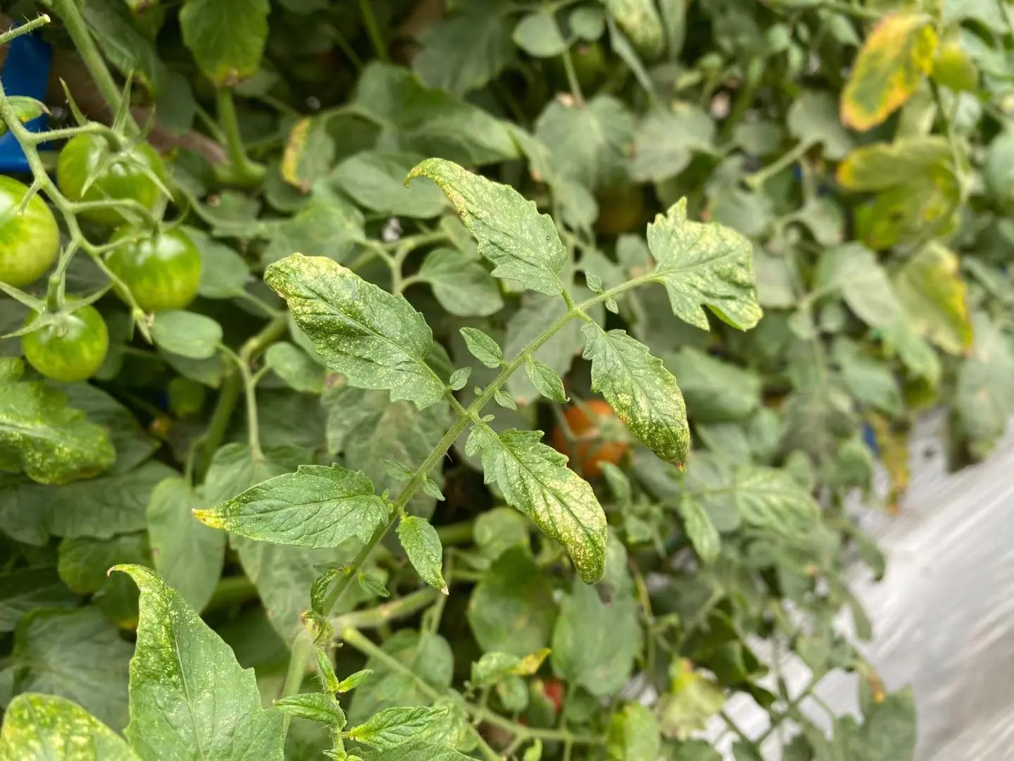 果果淘客宝可信吗 果果骑行怎样付费