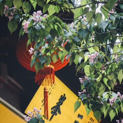 桂林虞山公园今年五月有花开吗？