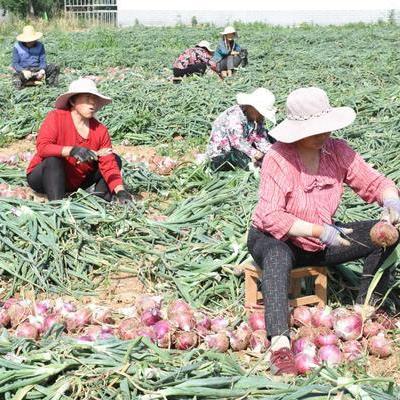 河南种洋葱什么品种好吃